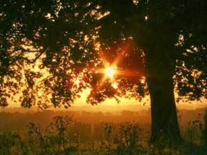 Sunrise through an oak tree